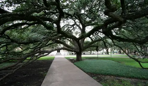 The Century Tree on the Texas A&M University campus in College Station